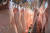 31일 전남의 한 도축장에 출하를 앞둔 '이분도체' 돼지고기들이 걸려 있다. 중앙포토