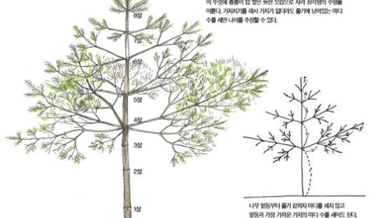 [소년중앙] 나이테 대신 이것 보면 알아요, 스트로브잣나무 나이