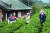 전남 강진군의 체류형 농촌관광상품인 ‘푸소(FUSO)’에 참여한 학생들이 녹차밭 체험을 하고 있다. 사진 강진군