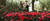 전남 강진군 백련사 동백나무숲(천연기념물 제151호)이 떨어진 동백꽃으로 붉게 물들어 있다. 사진 강진군
