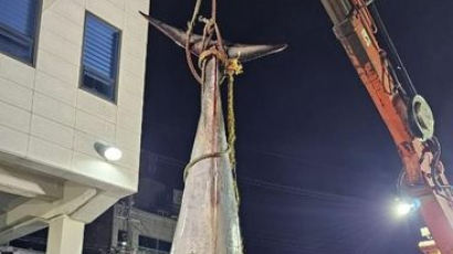 울진서 '바다 로또' 죽은채 발견…5m 밍크고래 7200만원에 팔렸다
