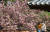 지난해 4월 19일 강원 강릉시 초당동 고택에 분홍색 겹벚꽃이 활짝 펴 시민과 관광객들이 사진을 찍고 있다. 연합뉴스
