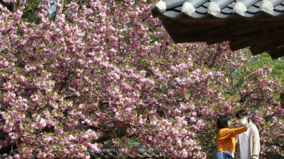 “서울 벚꽃, 4월2일 개화”…따뜻한 겨울에 빨라진 봄꽃 시계