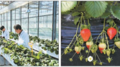 [국민의 기업] ‘설향’‘매향’등 신품종 개발과 품질 고급화 통해 K-딸기 세계화에 앞장