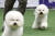 지난해 12월 3일 서울 서초구 aT센터에서 열린 '2023 코리아 프리미어 도그쇼'에 출전한 강아지들이 심사를 받고 있다.  기사 이해를 돕기 위한 자료사진. 뉴스1