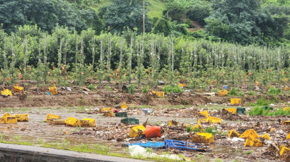 '축구장 4만여개 규모' 농작물 망친 경북…그런데 예방책 없다