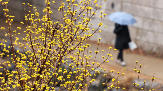 [포토타임] 봄비 맞고 활짝 핀 산수유…8일은 바람불고 꽃샘추위 찾아와
