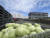  지난달 24일 준공식을 개최한 세계 최대 반도체 파운드리(위탁생산) 회사인 TSMC 일본 구마모토 공장. 양배추밭으로 유명하던 곳에 반도체 공장이 세워졌다. 김현예 특파원