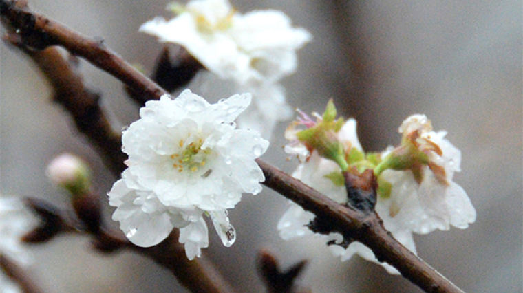 일주일 빨리 올라온 꽃소식…꾸물대면 ‘벚꽃 엔딩’
