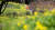 8일 오전 제주 도내 대표적인 봄꽃 명소인 서귀포시 색달동 엉덩물계곡을 찾은 상춘객들이 노란 유채꽃을 감상하고 있다. 뉴시스