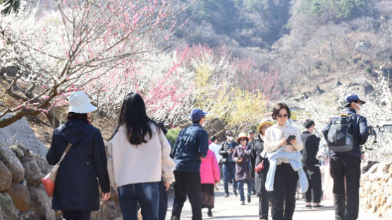 120만명 찾아 '교통지옥'…광양매화축제 "이제 5000원 받겠다"