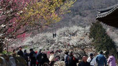 광양매화축제 유료화 전환…올부터 ‘교통지옥’ 벗어날까