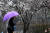 봄비가 내리는 11일 오후 광주 서구 5.18기념공원에서 한 시민이 우산을 쓴 채 매화 나무 주변을 걷고 있다. 뉴시스