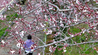 [단독] 강릉서 꽃눈 터진 벚꽃, 평년보다 16일 빨랐다…벚꽃 축제 앞둔 지자체의 고민