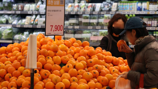 [사진] 오렌지도 사 먹기 겁나네