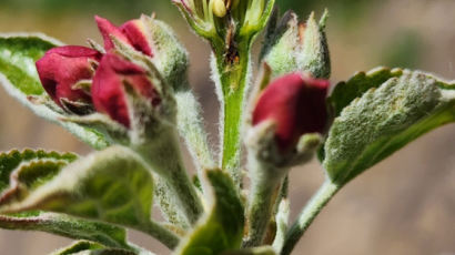 사과 생산 30%감소 부른 냉해…올해 조기 개화 재연 조짐에 농가 비상