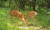 제주 지역 산지에서 포착된 꽃사슴. 사진 오장근 박사