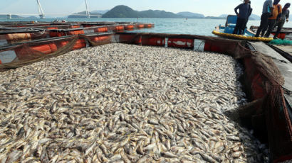 바다 뜨거워지자 '광어·우럭' 폐사…어류 양식 생산량 12.5%↓