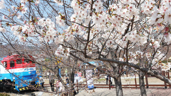 [포토타임] 진해군항제 벚꽃 추억... 아직은 10%대 개화율