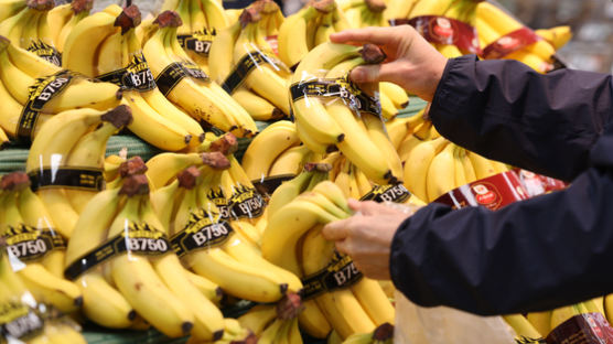 "바나나마저 가격 뛴다"…농장 전멸시키는 '파나마병' 악몽 