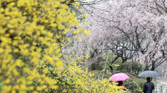 [포토타임] 부산 벚꽃 공식 개화... 29일부터 벚꽃 축제 개막 예정