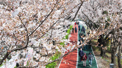 [포토타임] 벚꽃 만개한 부산 삼락생태공원