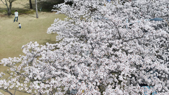 [포토타임] '만개한 벚꽃 나무 아래서'…부활절인 30일은 포근한 날씨 보여