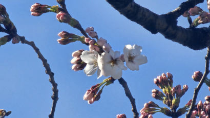 따뜻한 봄볕에 서울 벚꽃 드디어 폈다…내일 23도까지 올라 더 포근