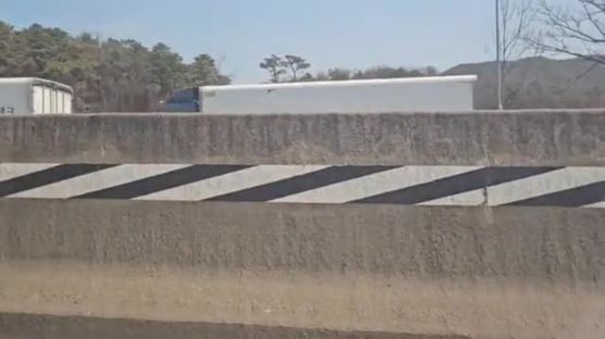 [영상] 경부고속도로 달린 송아지, 1시간 만에 구조