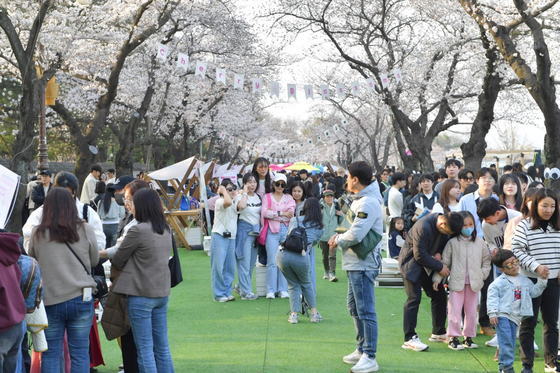 경주 대릉원돌담길 벚꽃축제, 사흘간 14만명 다녀가