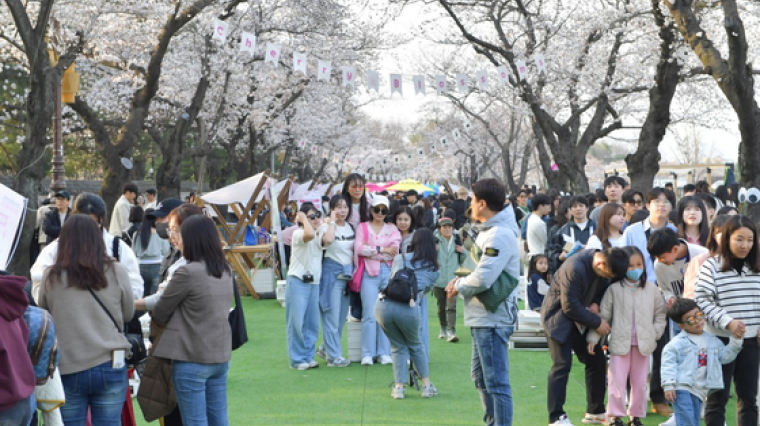 경주 대릉원돌담길 벚꽃축제, 사흘간 14만명 다녀가