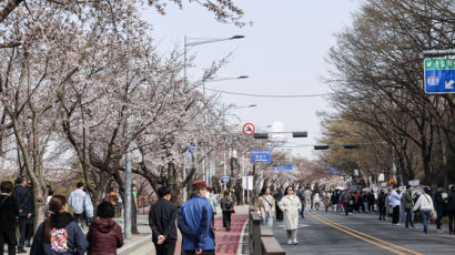 [사진] 서울 벚꽃 공식 개화, 주말에 절정