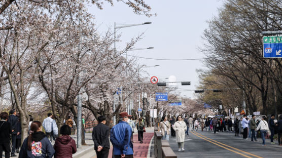 [사진] 서울 벚꽃 공식 개화, 주말에 절정