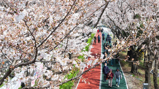 "벚꽃 알바女 구합니다"…일당 16만원 화제의 구인 게시글