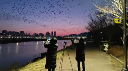 7만4810마리...태화강 국가정원 뒤덮는 까마귀 전부 세보니 