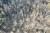 1일 경상북도 포항의 한 야산에서 소나무들이 재선충에 감염돼 집단 고사한 모습. 사진 녹색연합