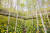 화담숲 자작나무숲의 2천여 그루의 하얀 자작나무와 수선화 군락이 시선을 사로잡는다. 사진 곤지암리조트