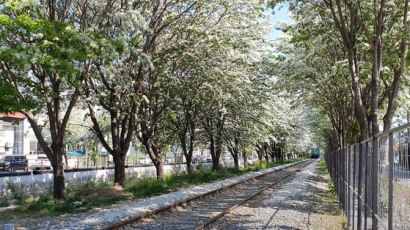 630m 펼쳐진 '하얀 눈꽃길'…전주 팔복동 이팝나무 철길 개방 