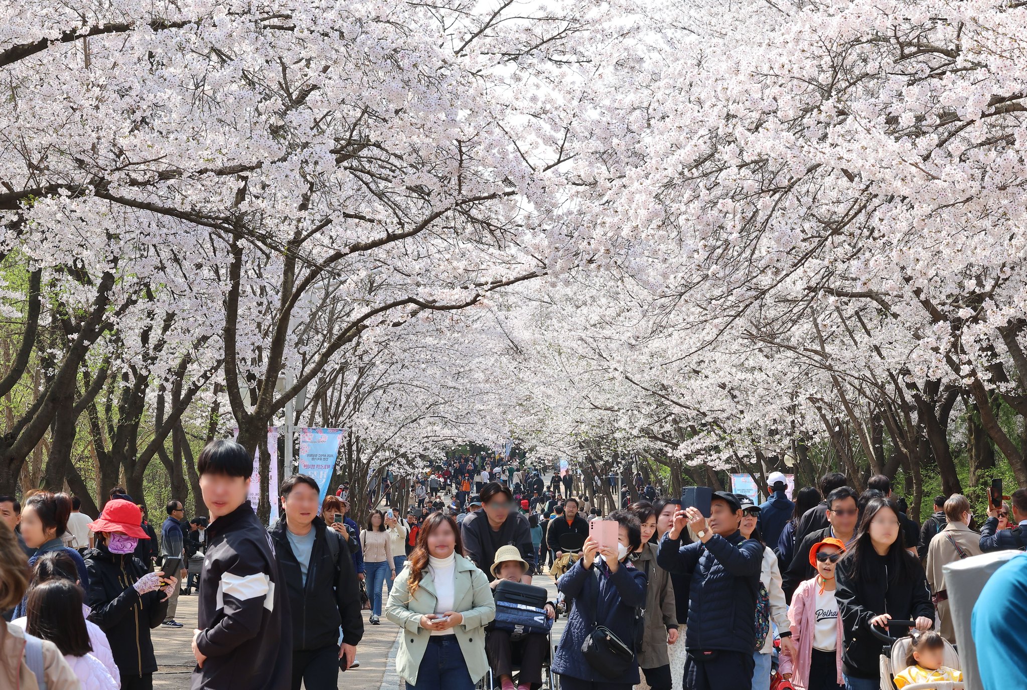 7일 오후 인천 남동구 인천대공원 벚꽃축제를 찾은 시민들이 만개한 벚꽃을 감상하며 봄기운을 만끽하고 있다. 연합뉴스