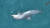 꼬리에 낚싯줄이 감긴 새끼 남방큰돌고래 '종달이'를 구하기 위한 구조작업이 8일 벌어진다. 사진 다큐제주 페이스북 캡처