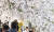 주말인 7일 서울 영등포구 윤중로를 찾은 시민들이 만개한 벚꽃 아래를 거닐며 봄을 만끽하고 있다. 중앙포토