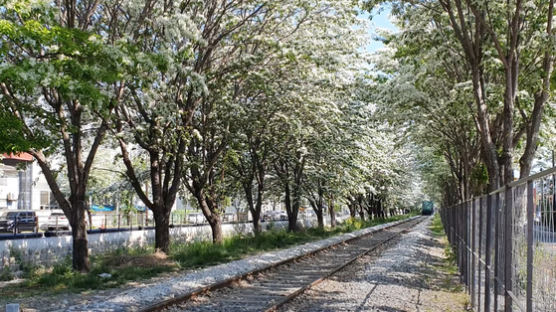 ‘하얀 눈꽃길’이 630m …전주 팔복동 이팝나무 철길 개방