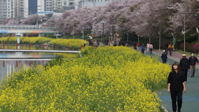 [사진] 위엔 벚꽃, 아래엔 유채꽃 … 산책이 행복하다