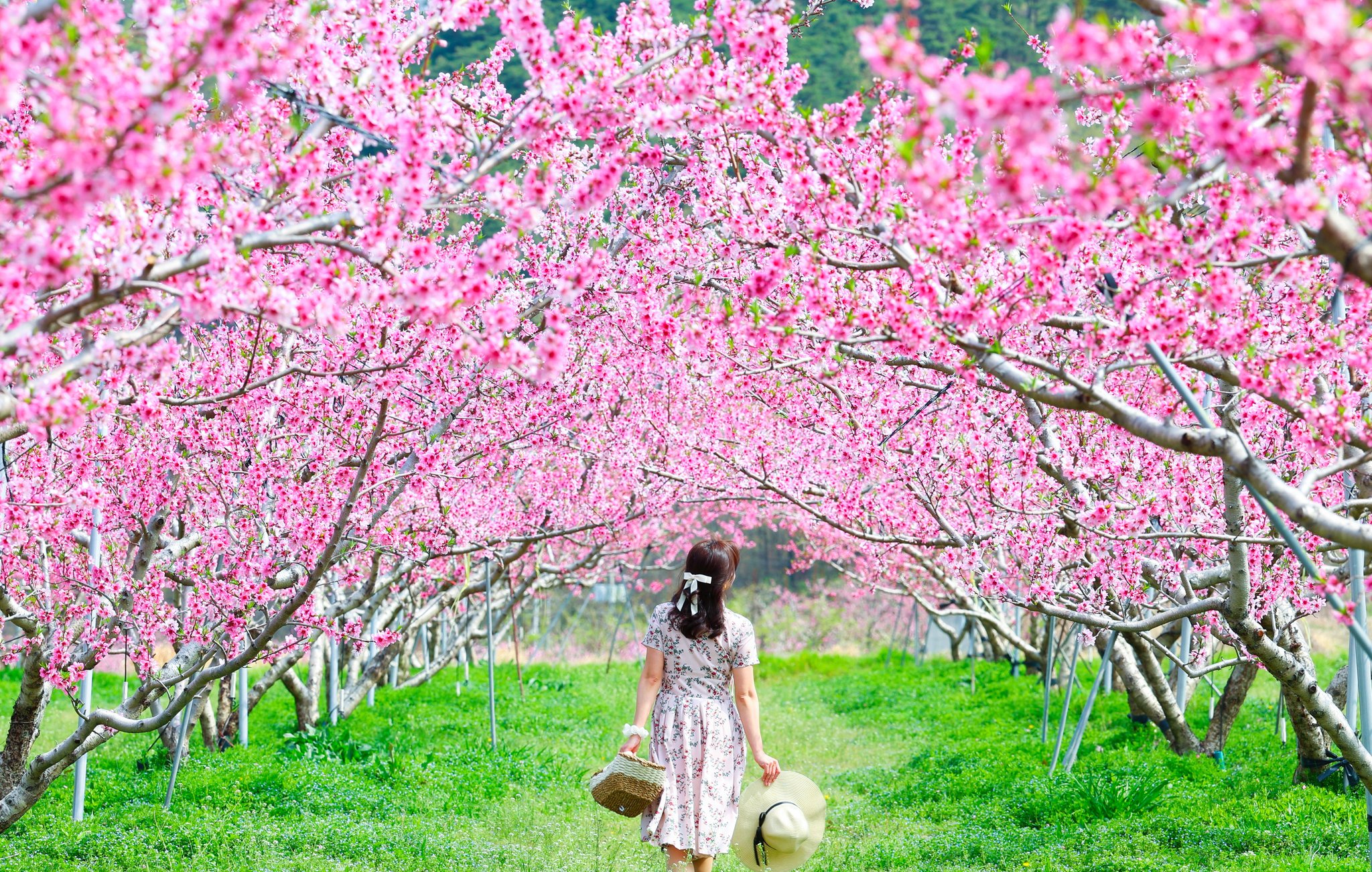 11일 경북 청도군 각남면 한 복숭아밭에 복사꽃이 만개해 있다. 사진 청도군