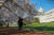지난달 20일 미국 워싱턴 DC 의회 주변에서 한 시민이 벚꽃이 만개한 모습을 스마트폰으로 찍고 있다. 로이터=연합뉴스