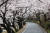 경남 하동군 화개면에서 쌍계사로 올라가는 하동 십리벚꽃길의 한 구간. 벚나무 터널이다. [사진 하동군]