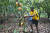 카카오 농부가 지난 2023년 10월 23일 나이지리아 오모 삼림 보호구역 내 농장에서 카카오 열매를 수확하고 있다. AP연합뉴스