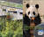 중국팬이 촬영한 워룽선수핑기지(왼쪽), 중국 자이언트 판다보호센터 SNS에 올라온 푸바오 모습. 사진 SNS 캡처