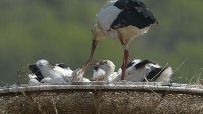 [사진] “나도 주세요” 먹이 먹는 새끼 황새