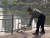 지난 11일 서울 건국대학교 내 호수에서 한 남성이 호수에 사는 거위의 머리를 여러 차례 때리는 영상이 공개됐다. 사진 동물자유연대 인스타그램 캡처